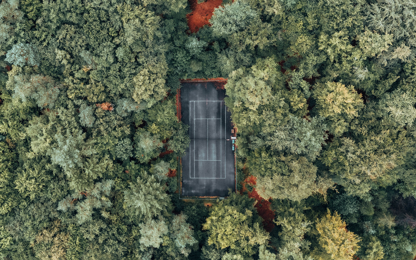 The Forest Court